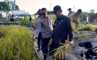 Panen Padi Apung, Aan Ajak Masyarakat Manfaatkan Lahan Yang Ada