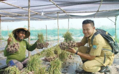 Petani Gantung Kembangkan Penangkaran Bibit Bawang Merah
